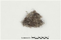 藏品(小金髮苔屬)的圖片